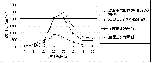 Puer tea immune adjuvant and application thereof in influenza vaccines