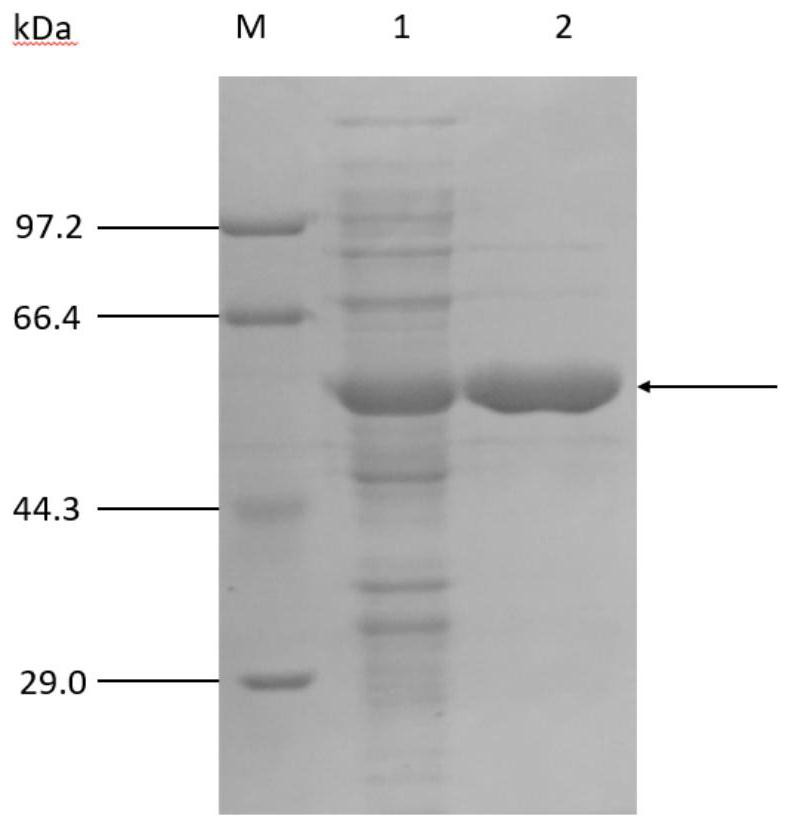 A kind of cholesterol oxidase and its application