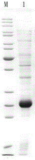 Enzyme-linked immunoabsorbent kit for detecting serum amyloid protein A as well as preparation method and application of kit