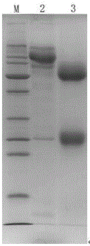 Enzyme-linked immunoabsorbent kit for detecting serum amyloid protein A as well as preparation method and application of kit