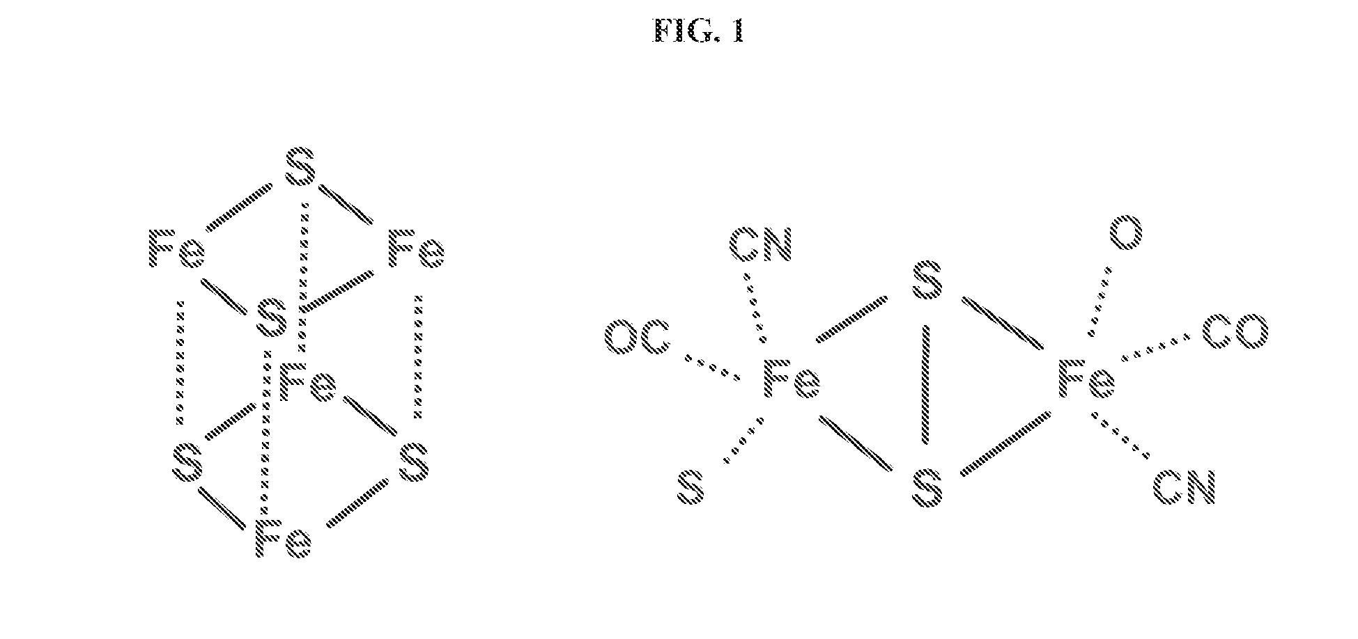 Photosynthetic hydrogen production from the green alga chlamydomonas reinhardtii