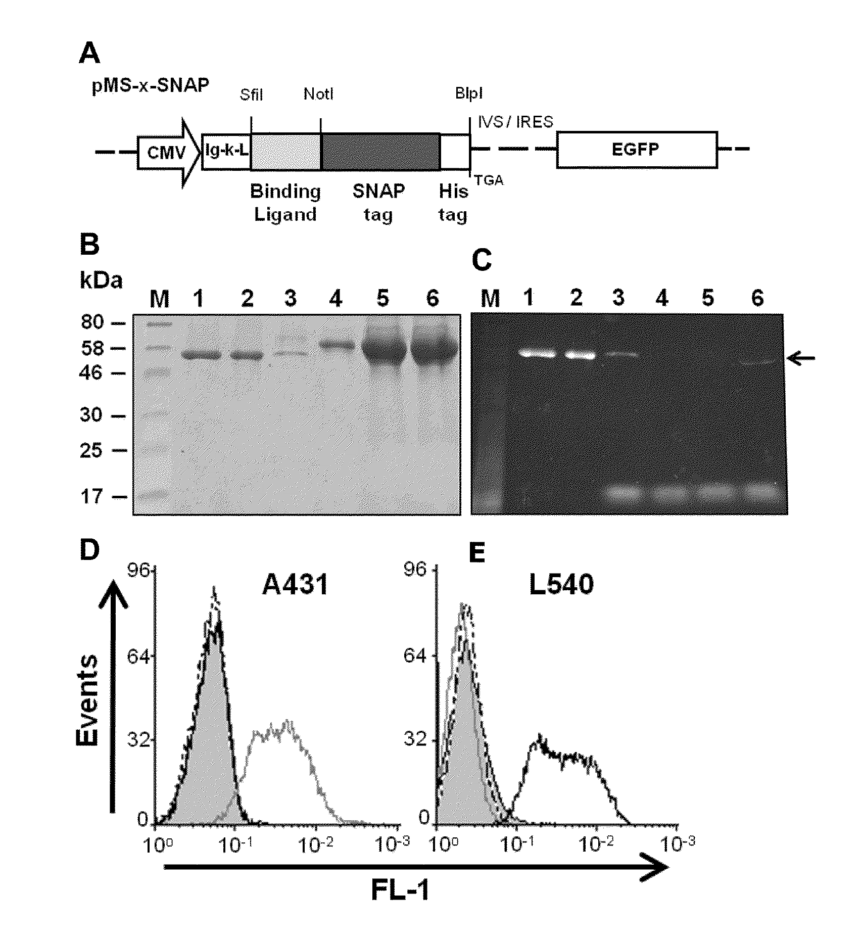 Novel photoimmunoconjugates for use in photodynamic therapy