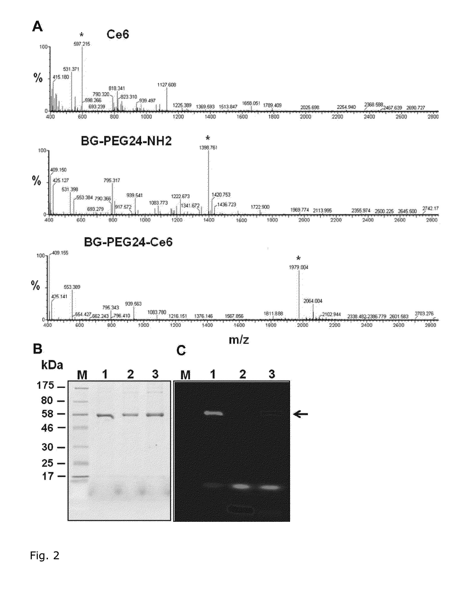 Novel photoimmunoconjugates for use in photodynamic therapy