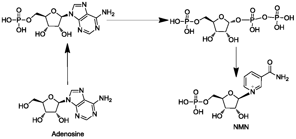 Enzyme composition for preparing nicotinamide mononucleotide and method for preparing nicotinamide mononucleotide by enzymatic process