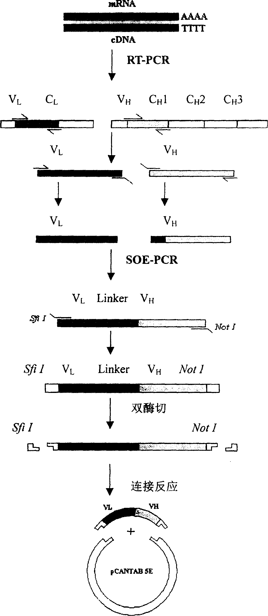 Anti-cancer surface antigen of p185 mono-antigen mosaic antibody and its preparation