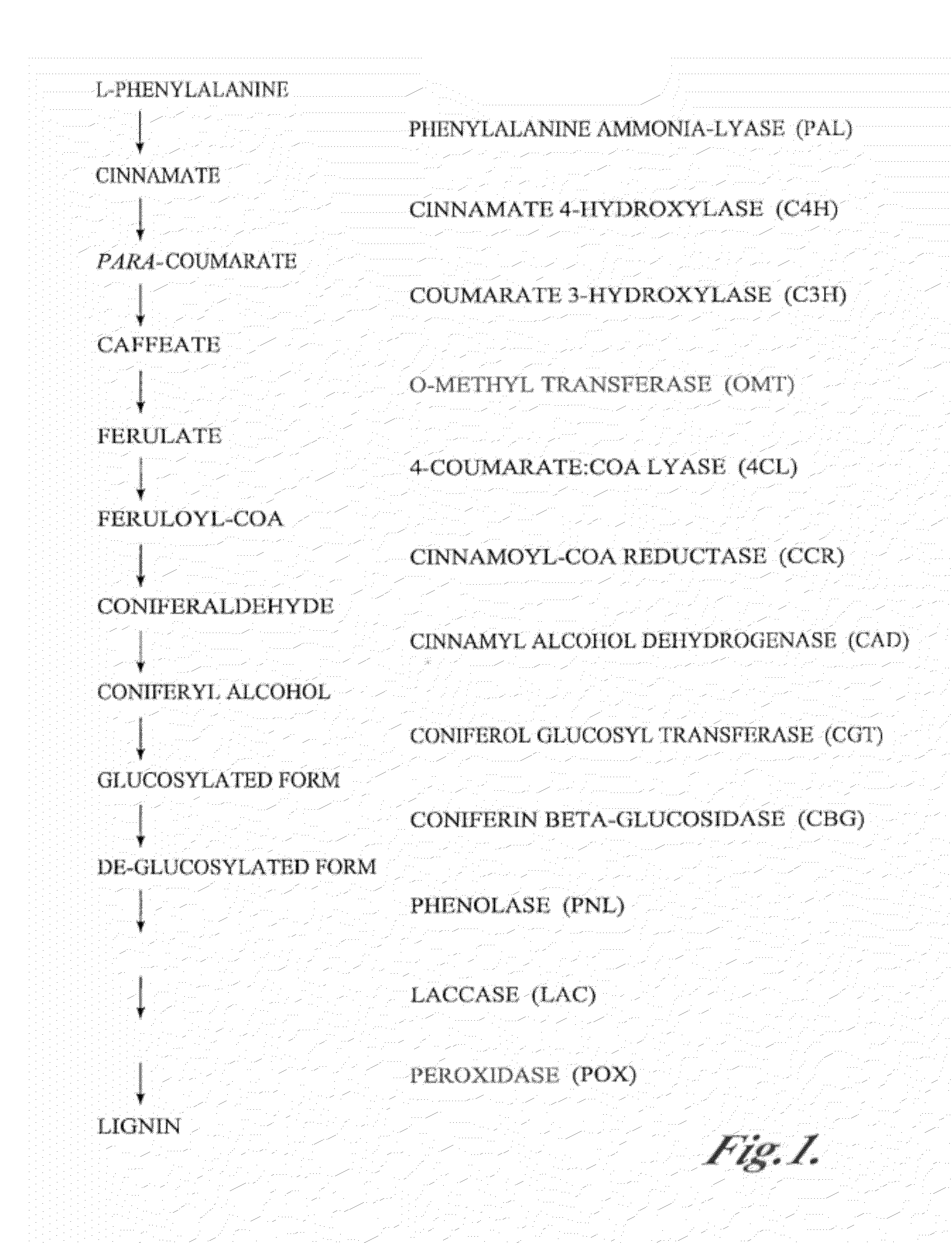 Materials and methods for the modification of plant lignin content