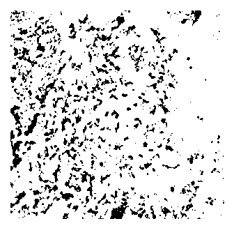 Method for sheeting peanut root tip cell chromosome in mitosis metaphase