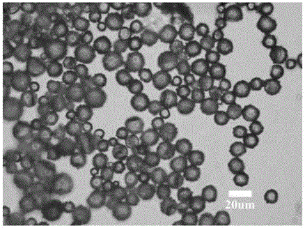 Implanted titanium mesh realizing temperature self-adjustment and preparation method of implanted titanium mesh