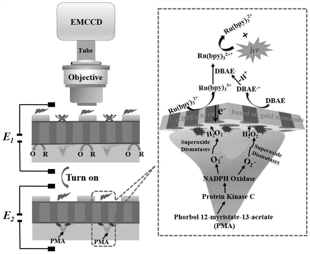 Real-time in-situ quantitative analysis method for hydrogen peroxide based on bipolar nano-electrode array