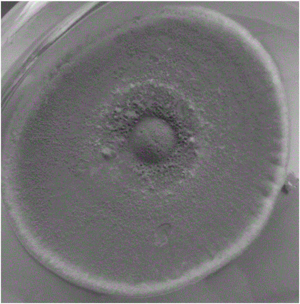 Penicillium sclerotiorum and its application