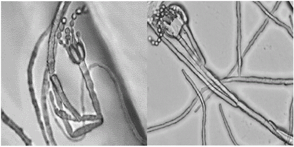 Penicillium sclerotiorum and its application