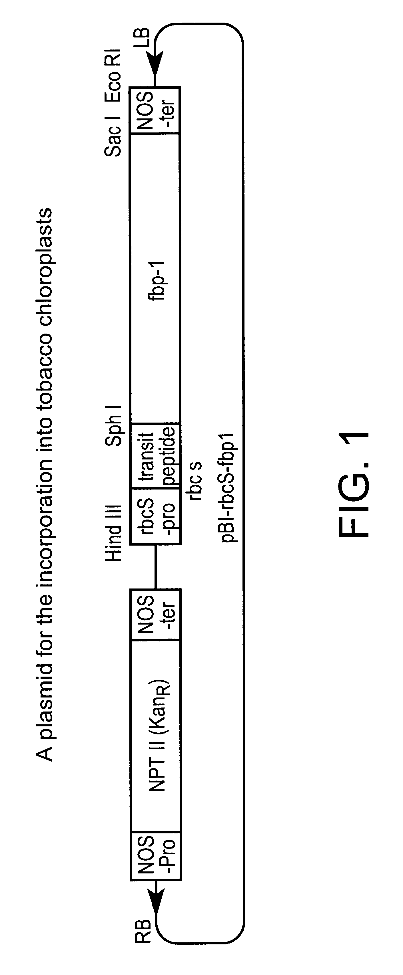 Method for improving productivity of higher plants