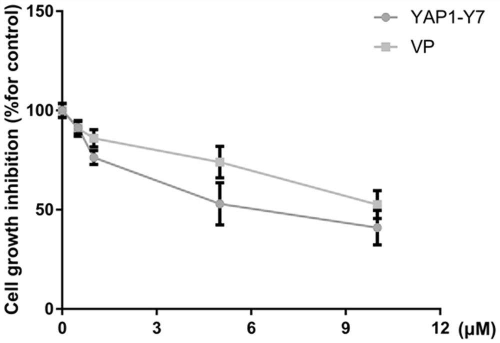 A small molecule inhibitor yap1-y7 against yap1 and its application