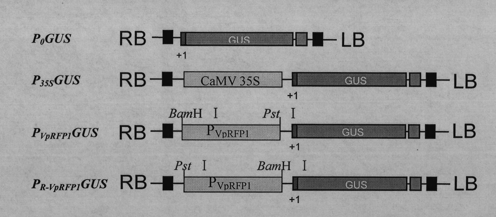 Grapevine powdery mildew resistance transcription factor gene VpRFP1 promoter sequence and application thereof