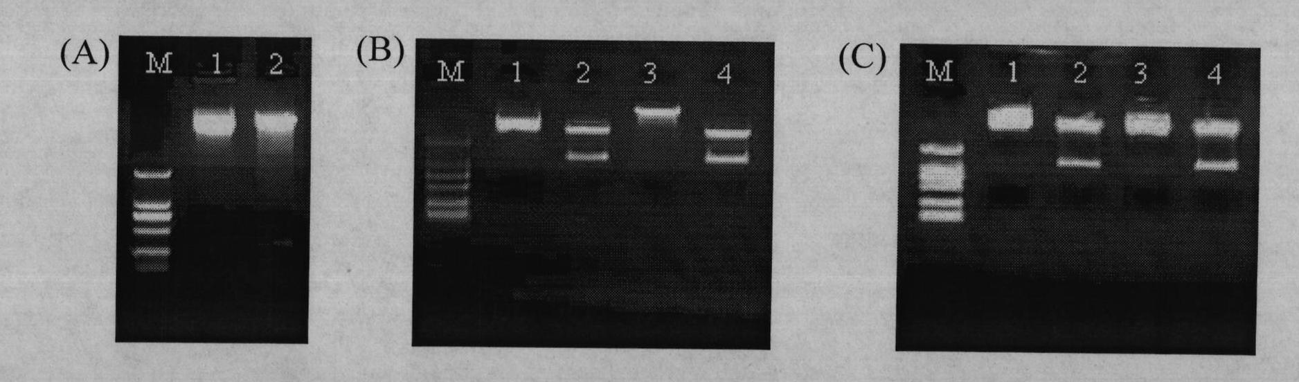 Grapevine powdery mildew resistance transcription factor gene VpRFP1 promoter sequence and application thereof