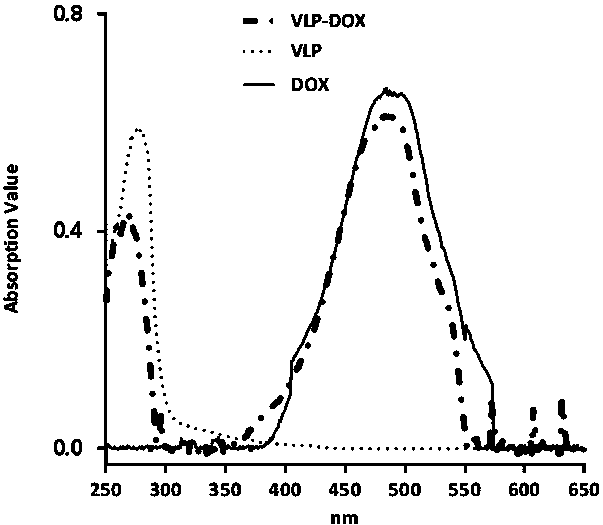 A kind of tumor drug targeting carrier and its application