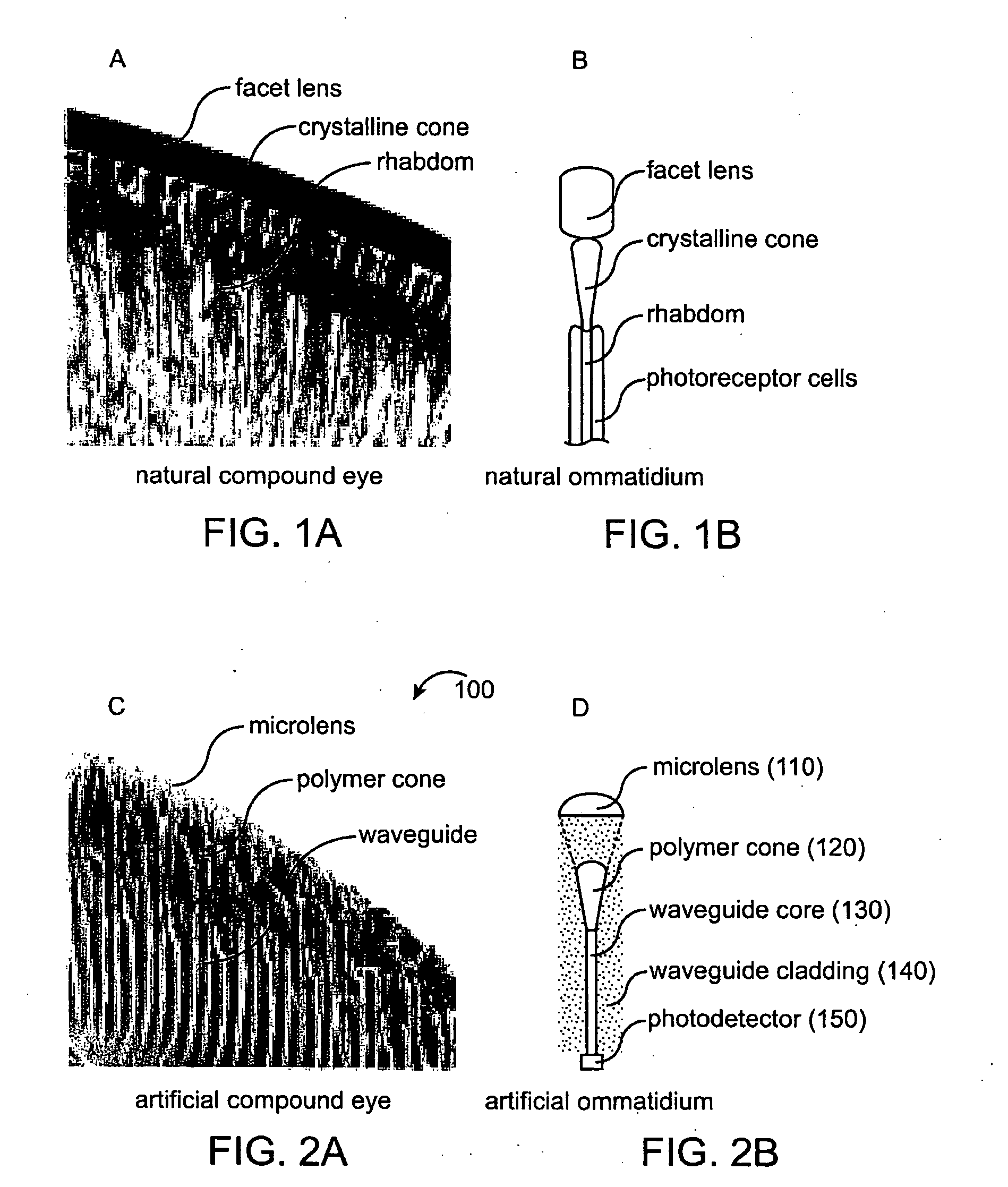 Biomimetic Microfabricated Compound Eyes