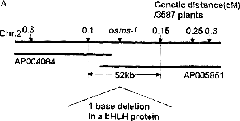 Protein coding sequence for controlling rice tapetum degradation