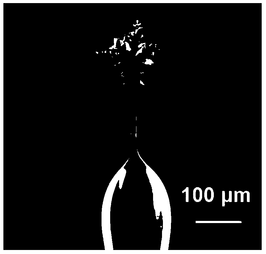 A nanoflower-like ultrafine gold electrode and its preparation and application