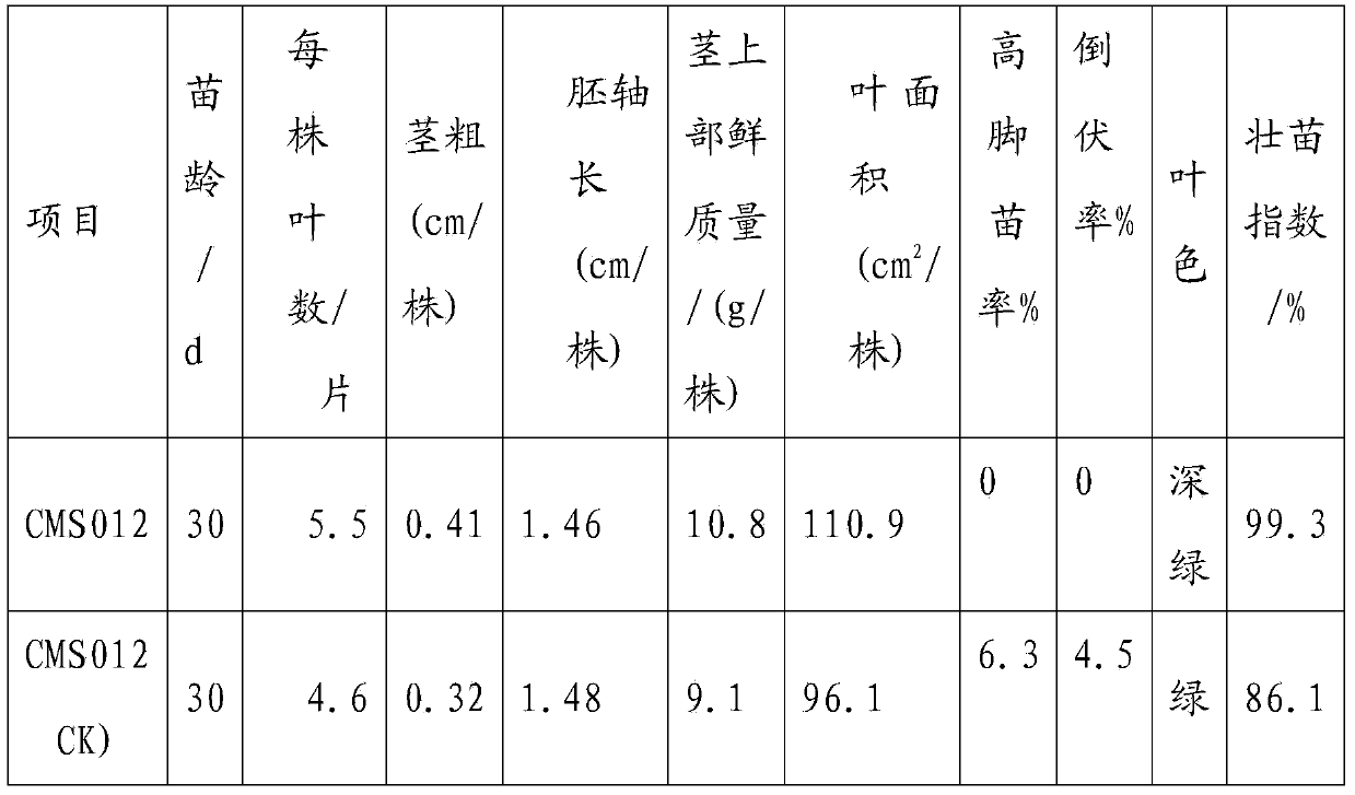 Method for improving seed production yield of common head cabbage sterile line