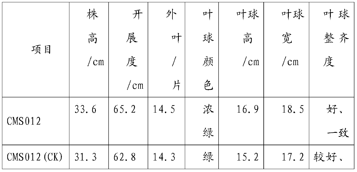 Method for improving seed production yield of common head cabbage sterile line