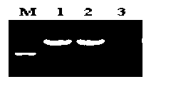 Molecular marking method for detecting imidazolone herbicide resisting gene of cabbage type rape