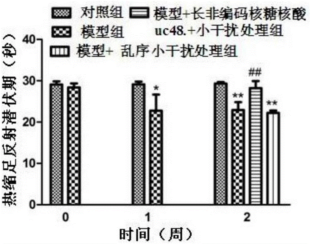 Application of long non-coding RNA uc.48+ small interfering RNA to preparation of medicine for treating DM complicating neuropathic pain