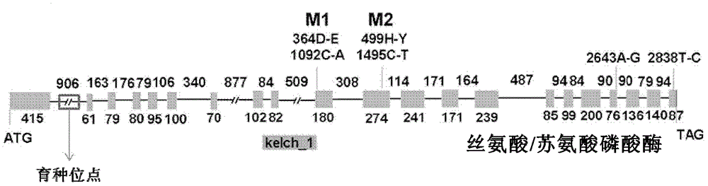 A rice long-grain related gene and its application