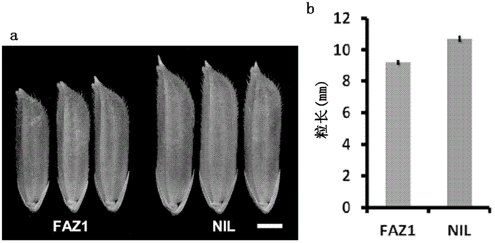 A rice long-grain related gene and its application