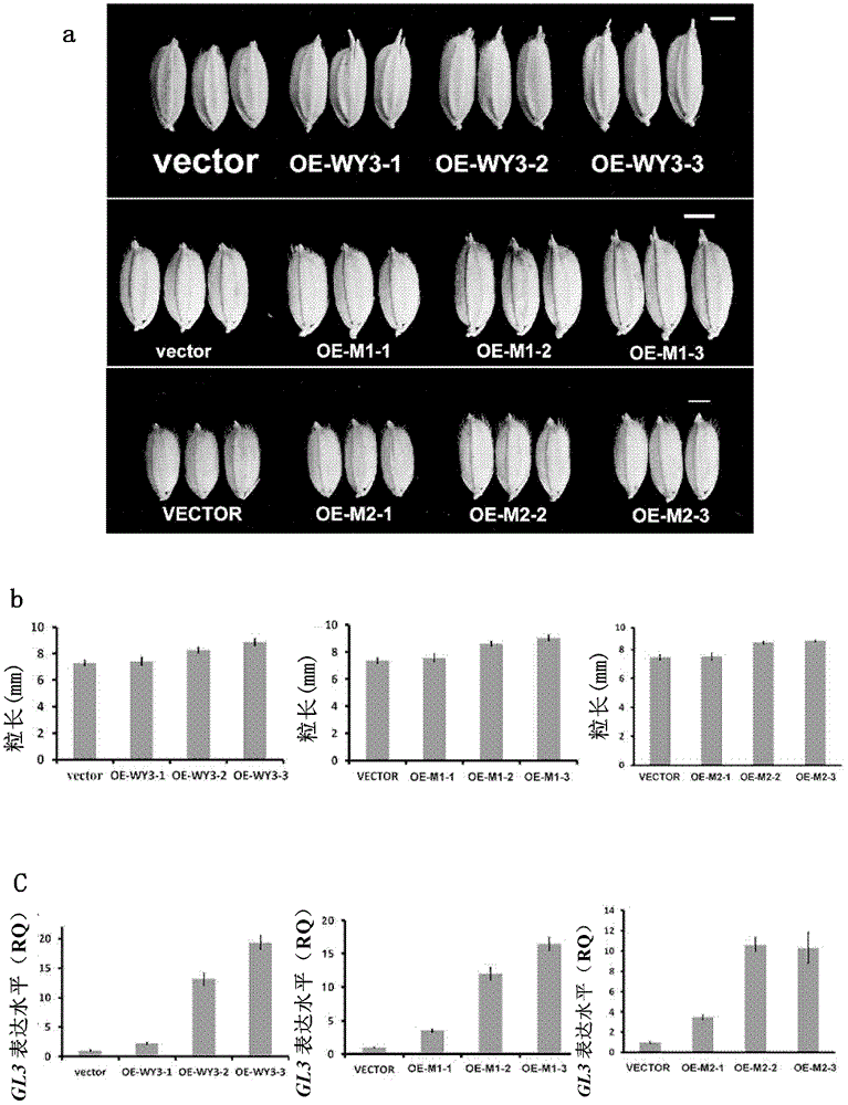 A rice long-grain related gene and its application