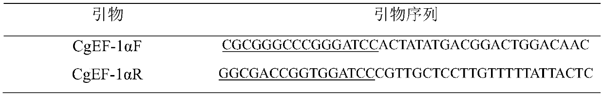 Crassostrea gigas elongation factor-1-alpha (EF-1-alpha) promoter, and recombinant vector and application thereof