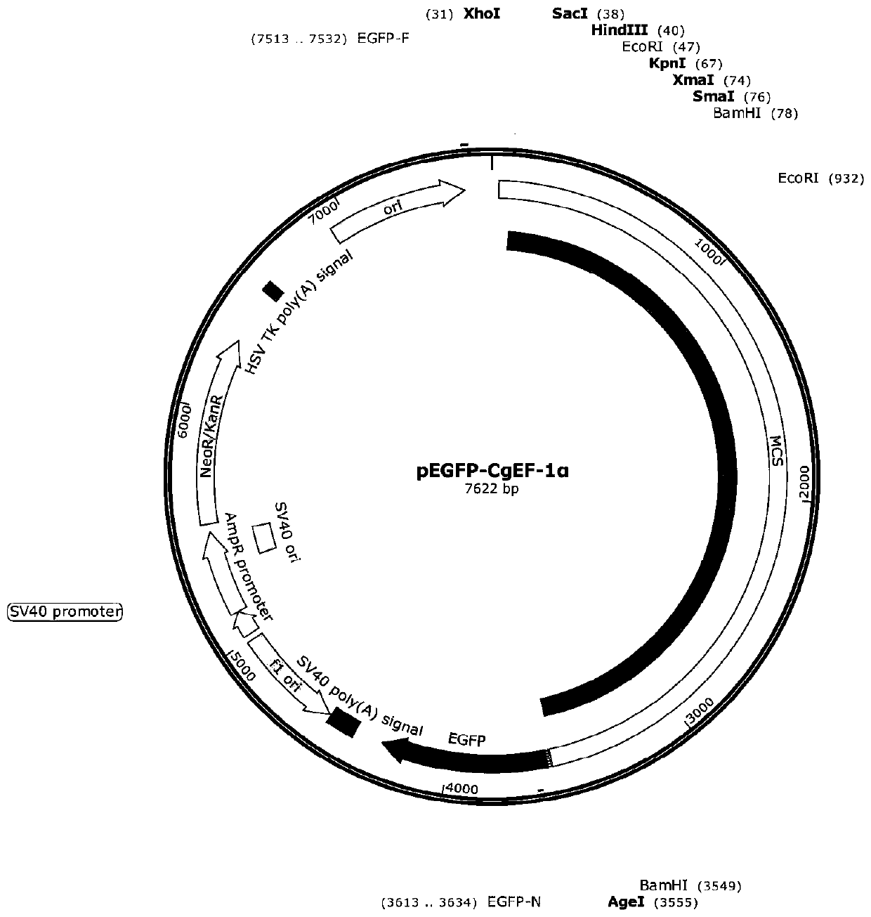 Crassostrea gigas elongation factor-1-alpha (EF-1-alpha) promoter, and recombinant vector and application thereof