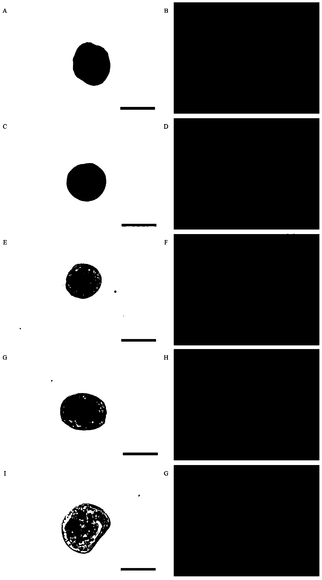 Crassostrea gigas elongation factor-1-alpha (EF-1-alpha) promoter, and recombinant vector and application thereof