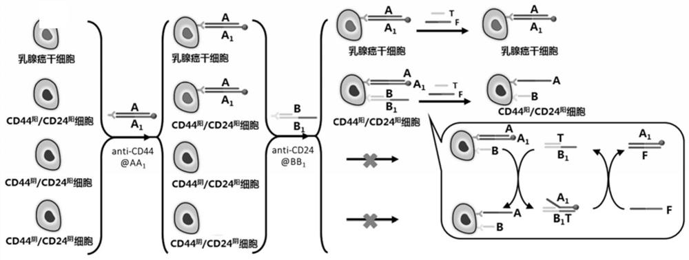 Method for identifying CD44 and CD24 molecular phenotypes