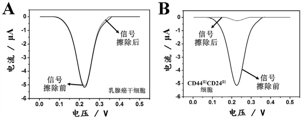 Method for identifying CD44 and CD24 molecular phenotypes