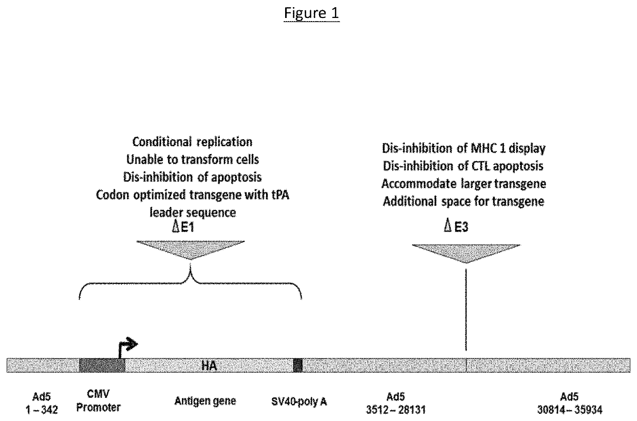 Broad and long-lasting influenza vaccine