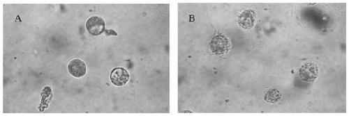 A kind of antimicrobial peptide for preventing and treating small melon worm