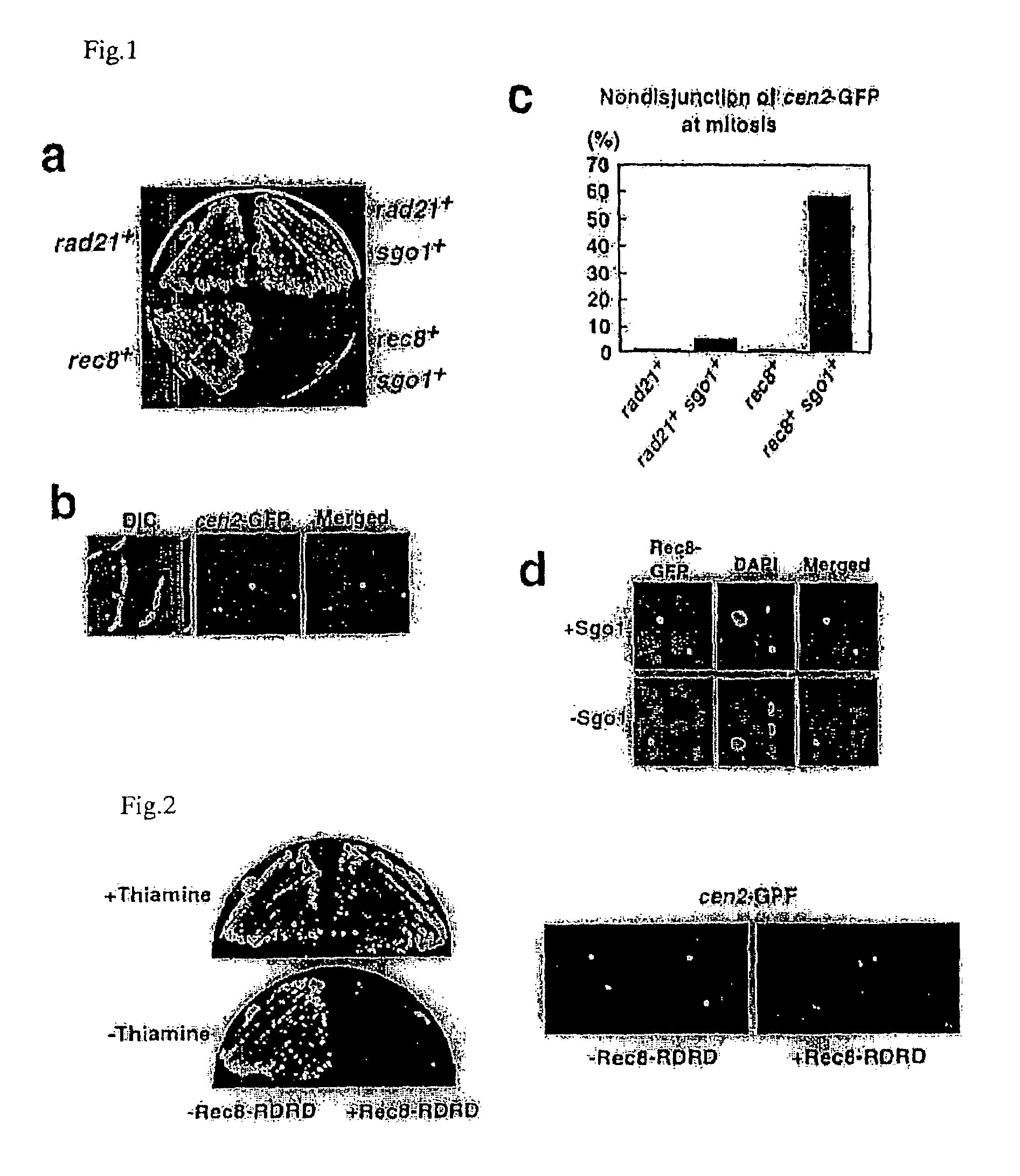 Centromeric protein shugoshin