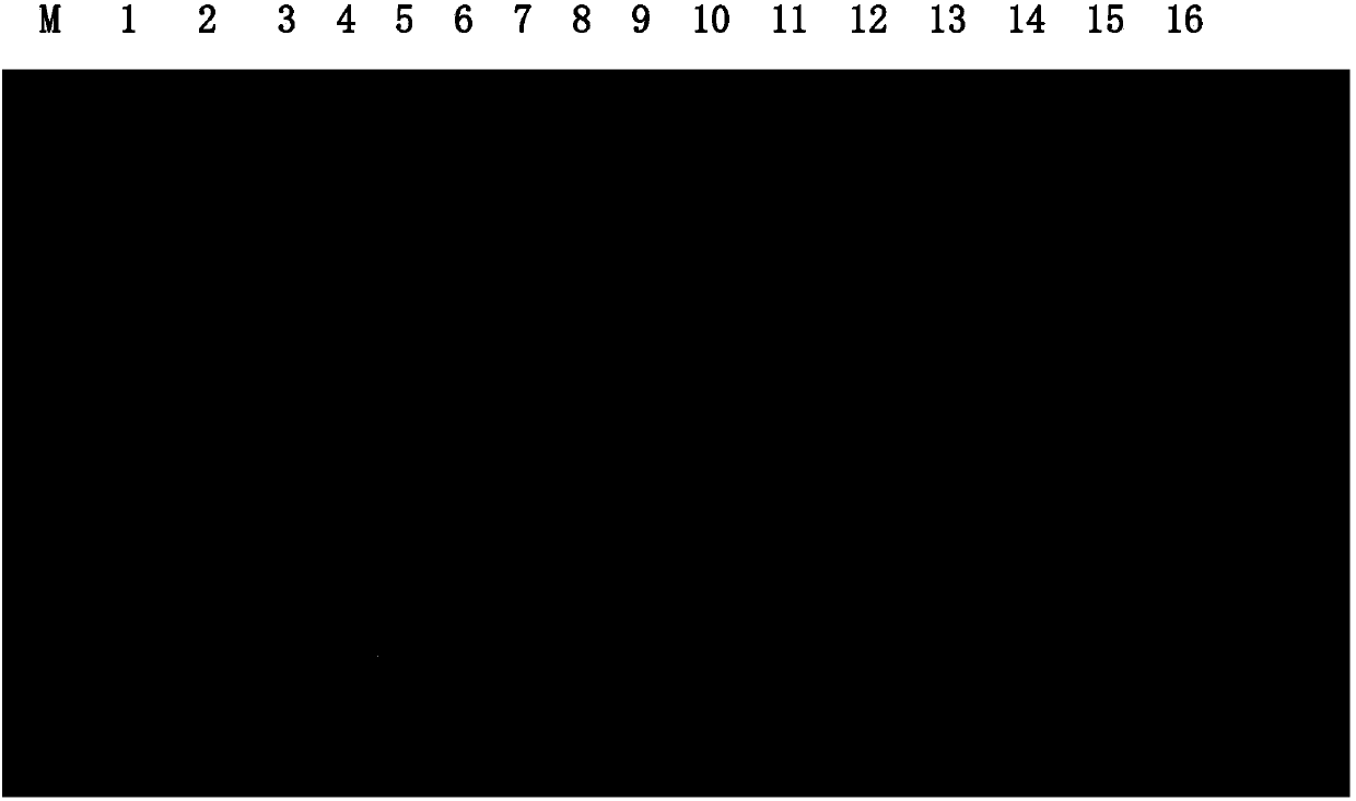 Salt-tolerant gene TaAOC1 for wheat and application of salt-tolerant gene TaAOC1