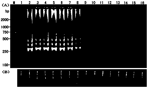 Cucumber phytophthora LAMP (Loop-mediated Isothermal Amplification) primer and rapid detection method thereof