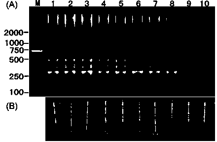 Cucumber phytophthora LAMP (Loop-mediated Isothermal Amplification) primer and rapid detection method thereof