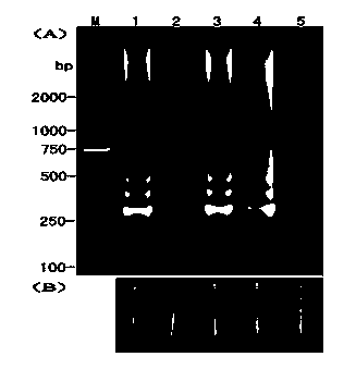 Cucumber phytophthora LAMP (Loop-mediated Isothermal Amplification) primer and rapid detection method thereof