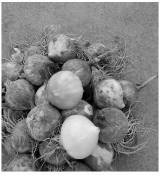 The planting method of single head garlic in the northern region