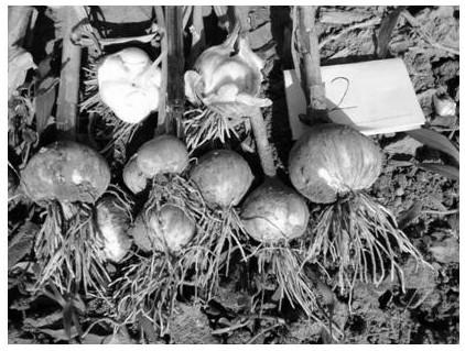 The planting method of single head garlic in the northern region