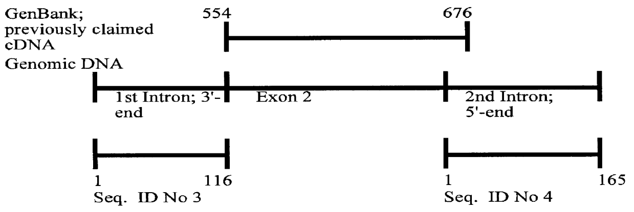 Compositions and methods for diagnosis of mutation in the von Hippel-Lindau tumor suppressor gene