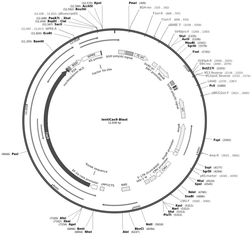 The mdck-komavs cell line suitable for the propagation of canine distemper virus and avian influenza virus and its application