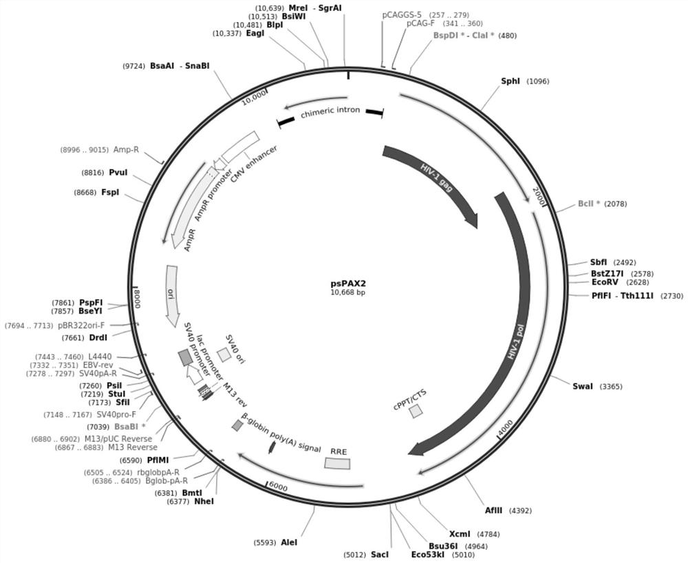 The mdck-komavs cell line suitable for the propagation of canine distemper virus and avian influenza virus and its application