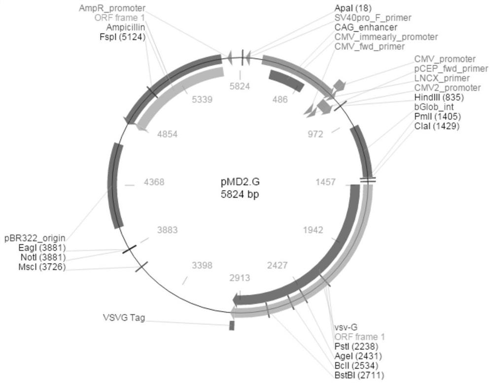 The mdck-komavs cell line suitable for the propagation of canine distemper virus and avian influenza virus and its application