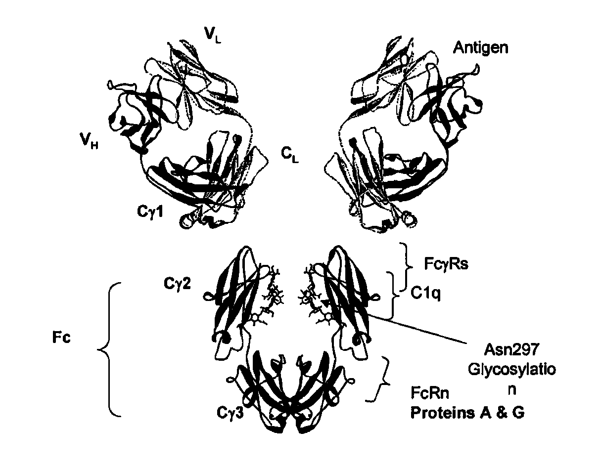 Fc VARIANTS WITH ALTERED BINDING TO FcRn