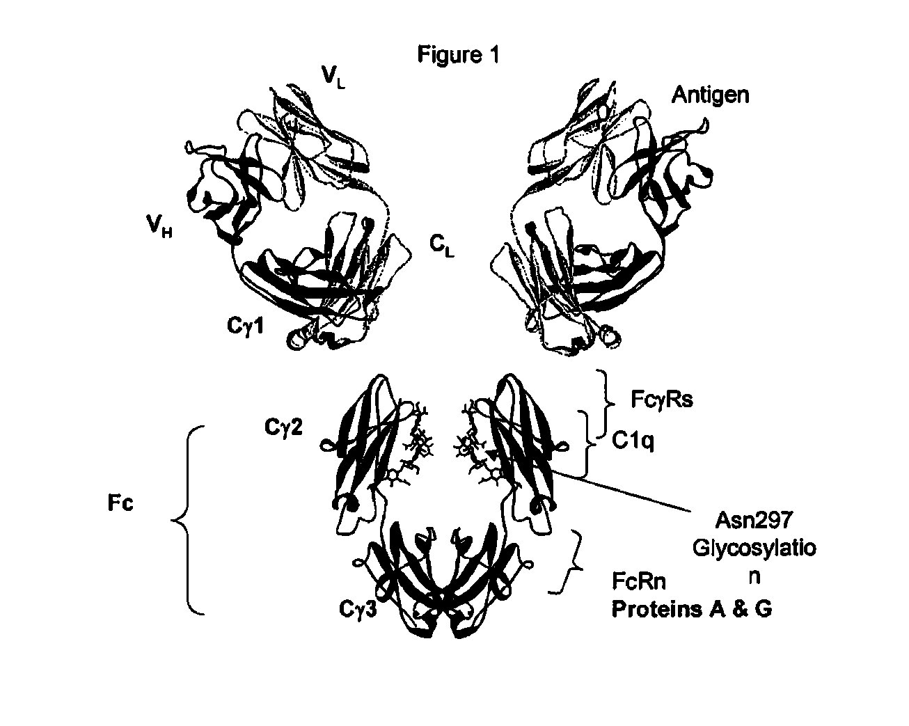 Fc VARIANTS WITH ALTERED BINDING TO FcRn